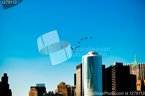 Image of Geese leaving New York City