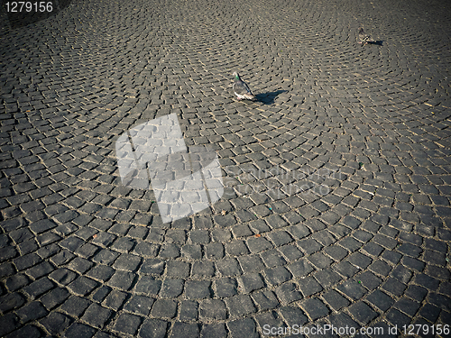 Image of Doves on cobblestone pavement