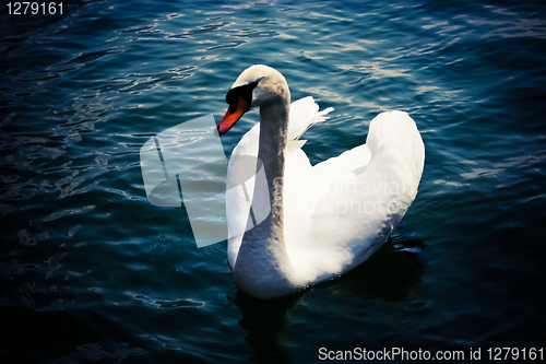Image of Swan (Cygnus olor)