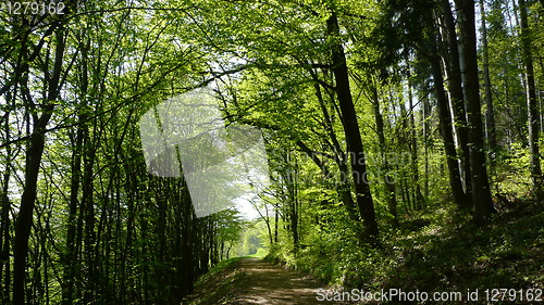 Image of A walk in the woods