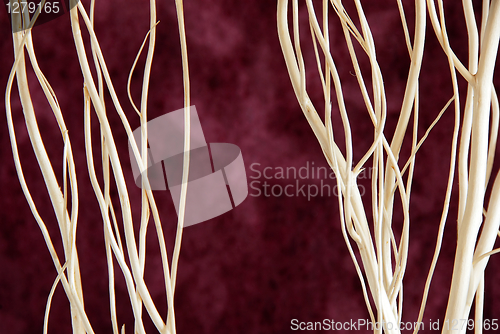Image of Branches over purple background