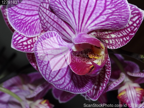 Image of Orchid Phalaenopsis