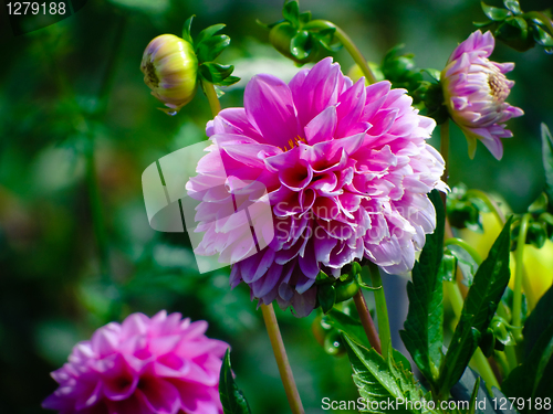 Image of Purple Dahlia