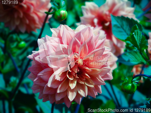 Image of Orange Dahlia