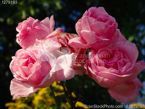 Image of Blooming and withering pink roses