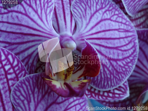 Image of Orchid Phalaenopsis