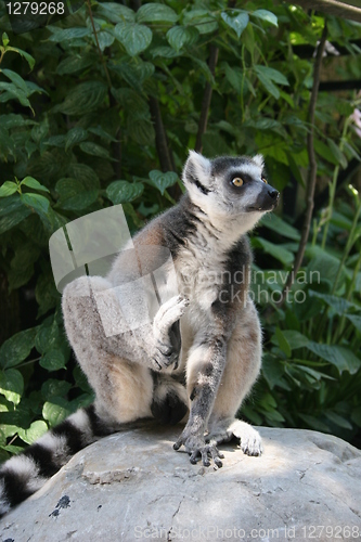 Image of Lemur Catta