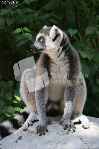 Image of Lemur Catta