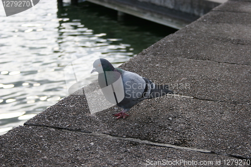 Image of Dove sitting