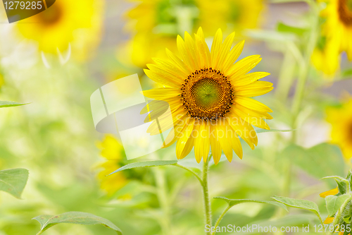 Image of Sunflower