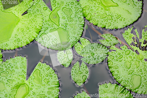 Image of lotus leaf