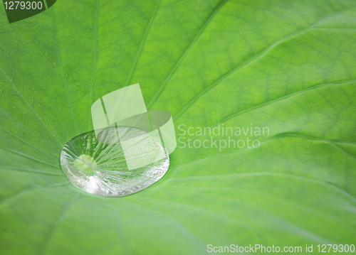 Image of Drop water on Lotus leaf