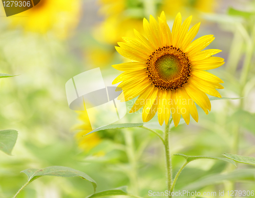 Image of Sunflower