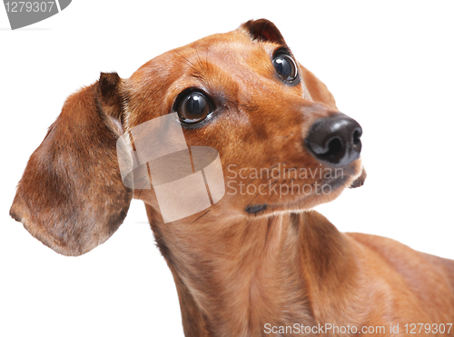 Image of dachshund