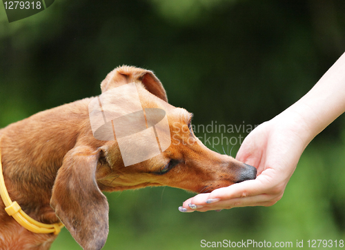 Image of feeding dog