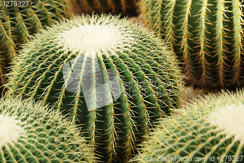 Image of cactus