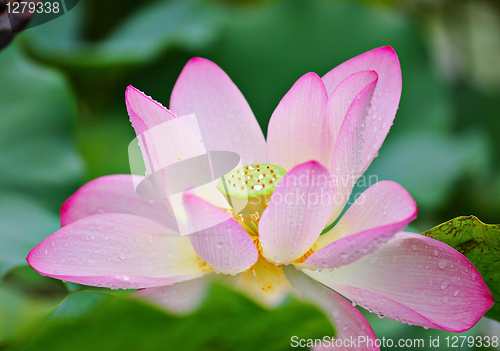 Image of lotus flower