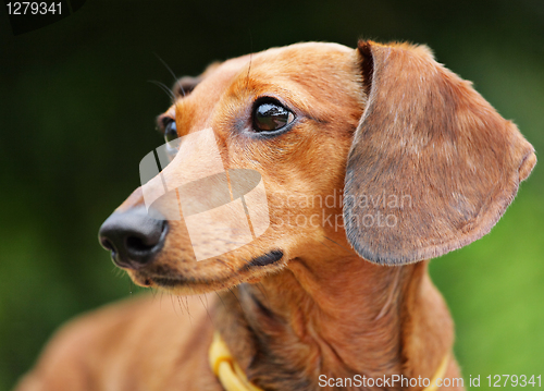 Image of dachshund