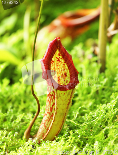 Image of Pitcher plant