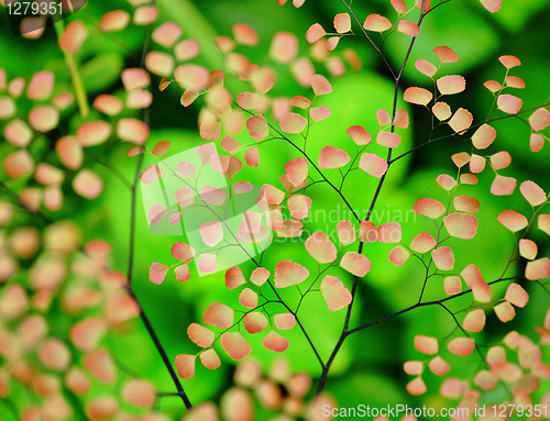 Image of fresh pink and green plants background