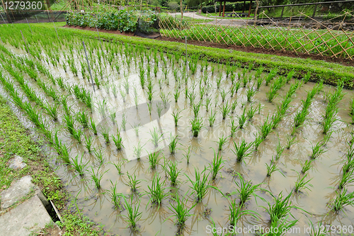 Image of rice field