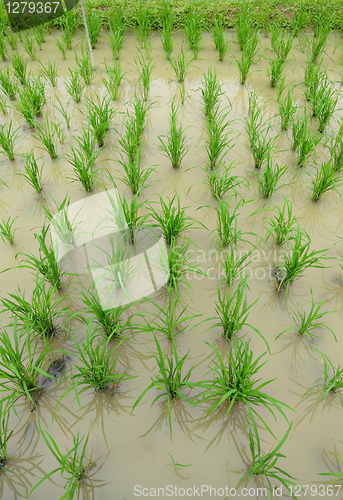 Image of rice field