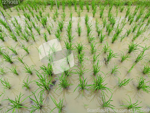 Image of rice field