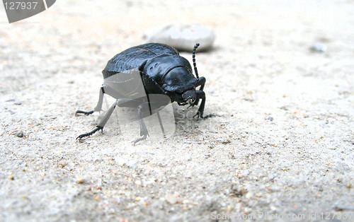 Image of beetle