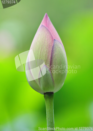 Image of lotus bud