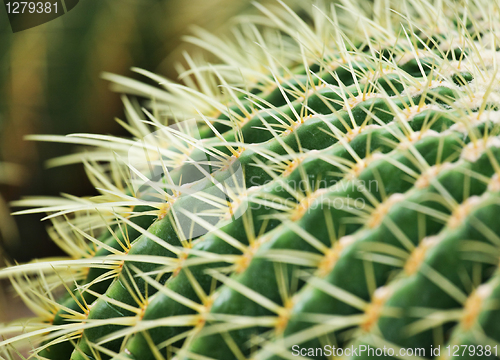 Image of cactus close up