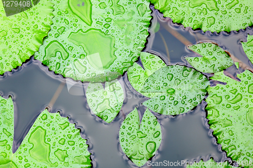 Image of lotus leaf