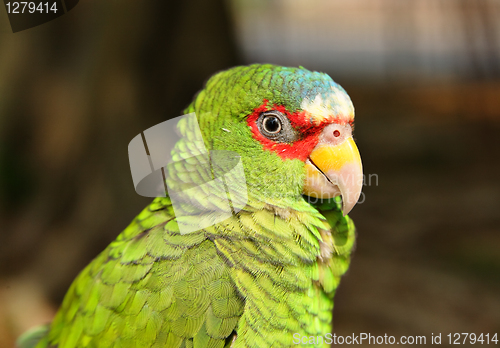 Image of parrot