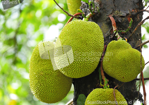 Image of Jackfruit on tree