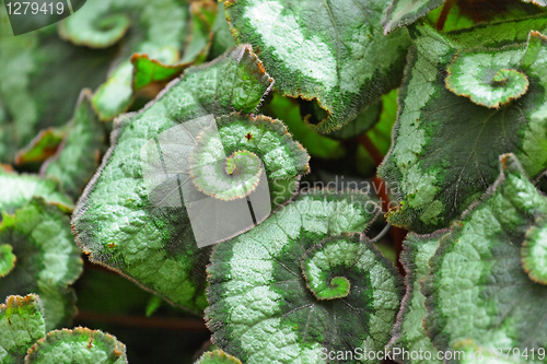 Image of Green leaves background