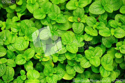 Image of Green leaves background