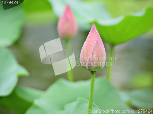 Image of lotus buds