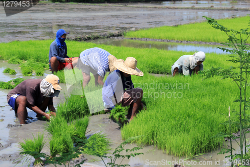 Image of on the rice field