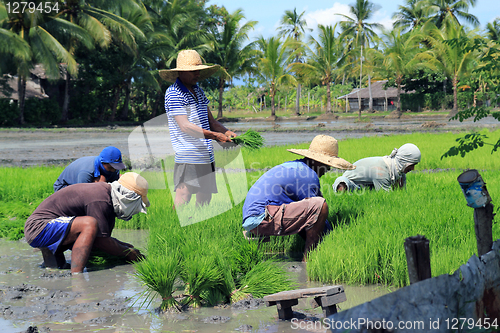 Image of on the rice field