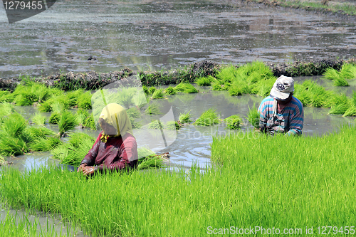 Image of on the rice field
