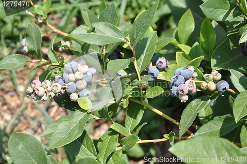 Image of Blueberries