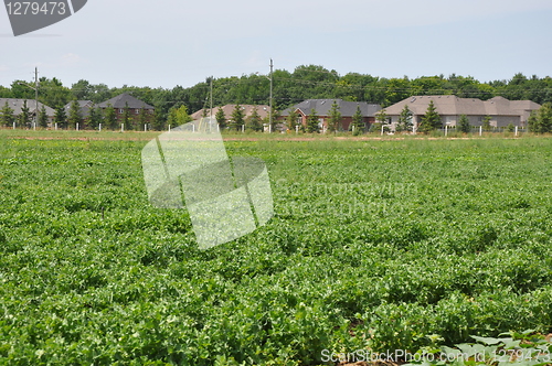 Image of Farming