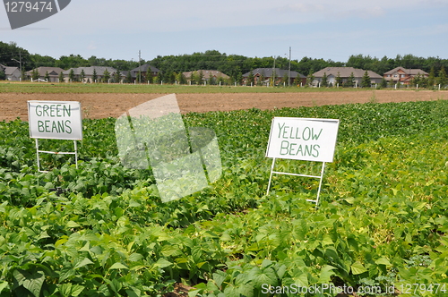 Image of Farming