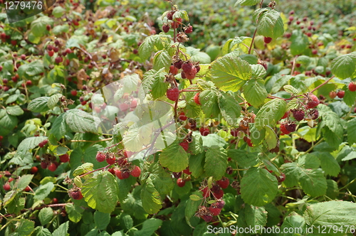 Image of Raspberries