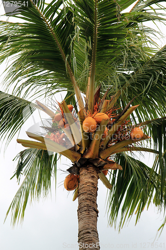 Image of palm tree
