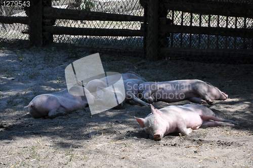 Image of Pigs