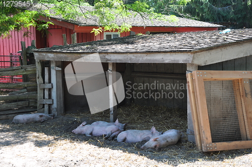 Image of Pigs