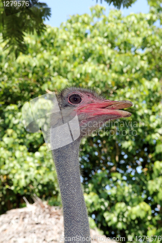 Image of emu