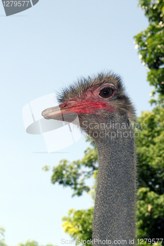 Image of emu