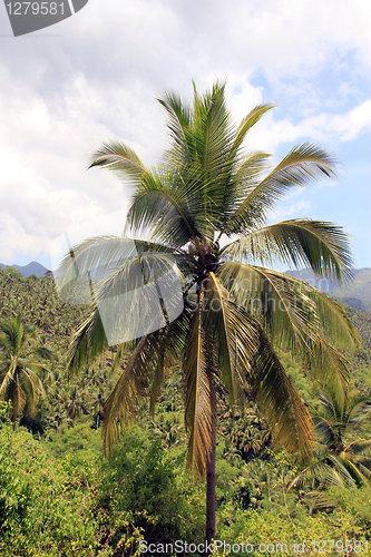 Image of palm tree