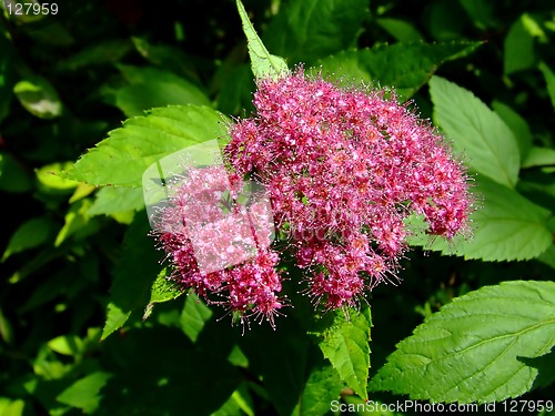 Image of Pink and purple flower